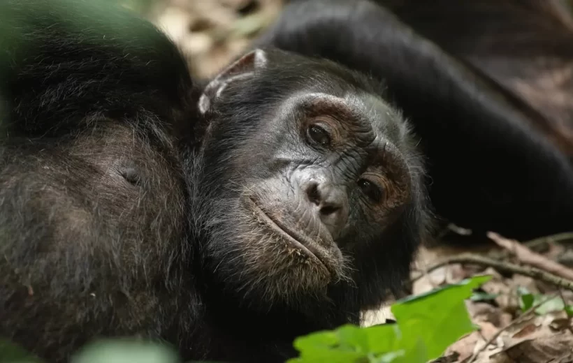 7 Days, 6 Nights Rwanda Gorilla and Chimpanzee Tracking Safari.