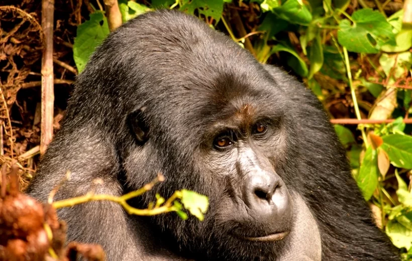 4 Days Short Uganda Gorilla Tracking Safari Holiday Uganda
