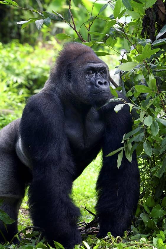 Rwanda