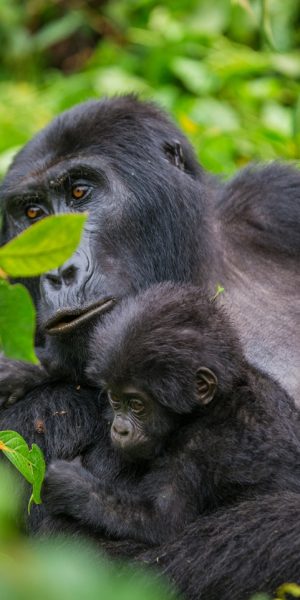 Female mountain gorilla with a baby. Uganda. Bwindi Impenetrable Forest National Park.